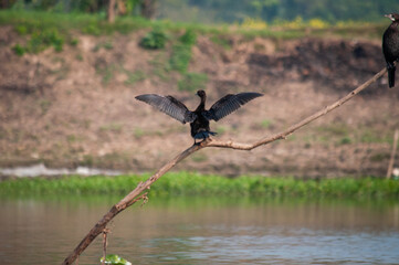 Birds