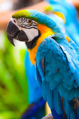 blue and gold macaw