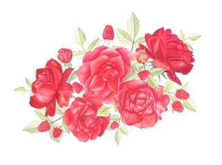 Bouquet of roses and raspberries on white background, watercolor botanical illustration