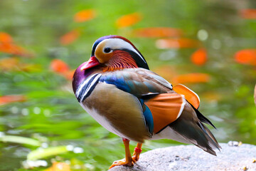 red headed woodpecker