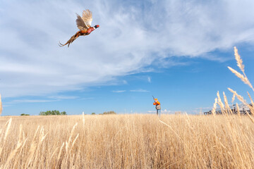 An adult male (upland game) pheasant hunter shooting at a flying (ring-necked)  pheasant. - obrazy, fototapety, plakaty
