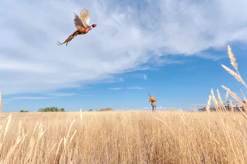 Foto op Canvas An adult male (upland game) pheasant hunter shooting at a flying (ring-necked)  pheasant. © LUGOSTOCK