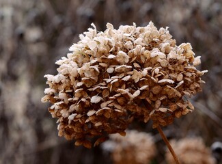 Frosted hydrangea dry brown flowers in winter garden,  vintage garden image, bokeh garden...
