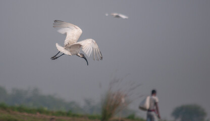 Birds