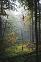 morning in the forest