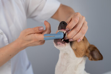 Woman veterinarian brushes the teeth of the dog jack russell terrier with a special brush putting...