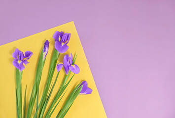 Spring background with lilac Iris flower. Top view with copy space