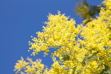 Acacia derwentii  with yellow flowers on blue background, mimosa tree, Acacia dealbata