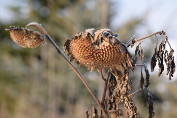 Sunflower without seeds in winter scenery, sunflower's seed eaten by brids.