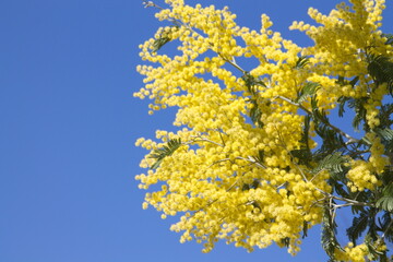 Acacia derwentii  with yellow flowers on blue background, mimosa tree, Acacia dealbata