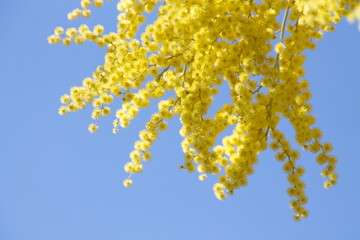Obraz premium Acacia derwentii with yellow flowers on blue background, mimosa tree, Acacia dealbata