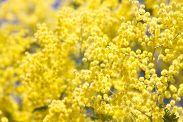 Acacia derwentii  with yellow flowers on blue background, mimosa tree, Acacia dealbata