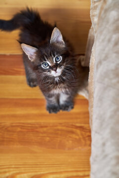 Kitten Looks Up At The Camera From The Bottom Up