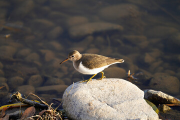 Spotted Sandpiper posing
