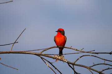 Vermilion Flycatcher perched up