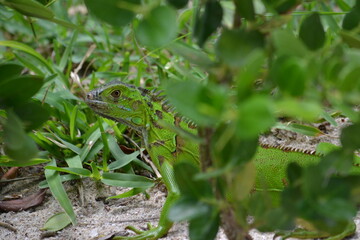 Iguana verde 4