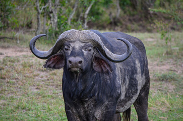 Black buffalo in the savannah, Kenya, Africa