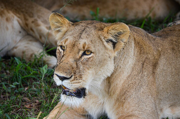 lioness after eat looking ahead, Masai Mara, Kenya, africa