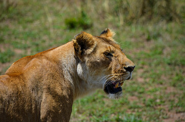 lioness after eat looking ahead, Masai Mara, Kenya, africa