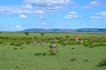 A herd of zebras and giraffes in the savannah, Masai Mara, Kenya, Africa