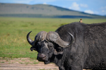Naklejka premium Black buffalo with Yellowbilled oxpecker on the back in the savannah