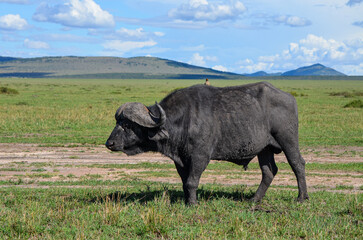 Black buffalo with Yellowbilled oxpecker on the back in the savannah