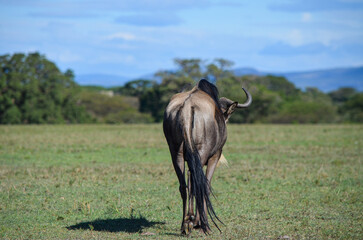 Wildebeest (gnu) walking in Naivasha Park Kenya Africa