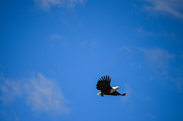 Fototapeta na wymiar African fish eagle flying against the background of blue sky