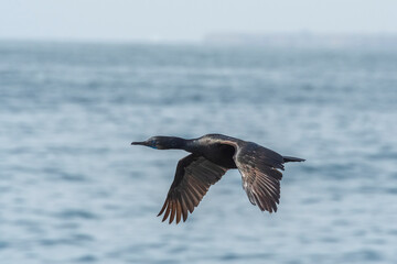 Fototapeta na wymiar Brandt's cormorant (Phalacrocorax penicillatus)