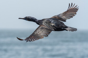 Brandt's cormorant (Phalacrocorax penicillatus) - 482494950