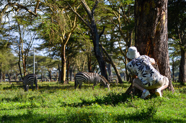 Tourist (man) in a cap watching zebras from behind a tree