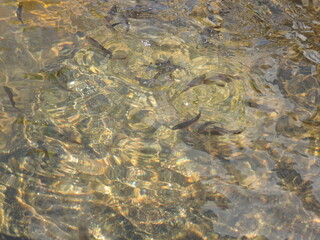 Cardume de peixes em poço de aguas cristalinas próximo a cachoeira.