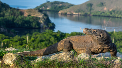 Komodo dragon. Scientific name: Varanus komodoensis. Biggest in the world living lizard in natural habitat.  Landscape of Island Rinca. Indonesia.