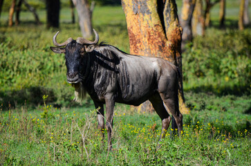 Wildebeest standing in Naivasha Park Kenya Africa
