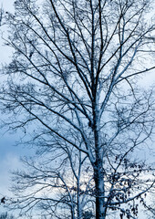 Fototapeta na wymiar snowy trees 