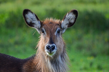 Waterbuck in the savannah in the Naivasha Par, Kenya, Africa