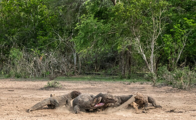 Fototapeta premium Fight of komodo dragons for prey. The Komodo dragon, scientific name: Varanus komodoensis. Indonesia.