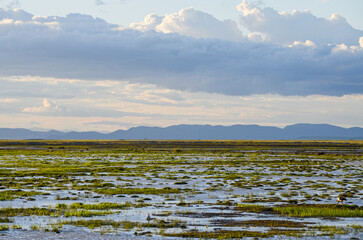 Lake Amboseli marshes, Kenya, Africa