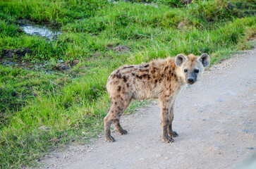 A spotted hyena stying on the road, Amboseli, Kenya, Africa