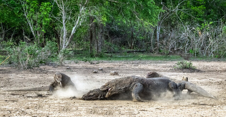 Fight of komodo dragons for prey. The Komodo dragon, scientific name: Varanus komodoensis. Indonesia.