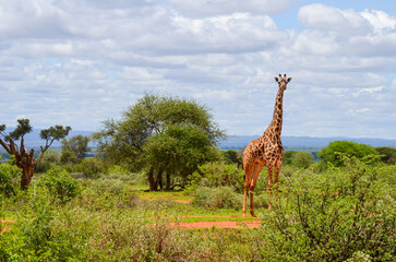 A red Giraffe among tree branches, Tsavo East, Kenya, Africa