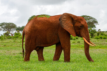 Fototapeta na wymiar An red elephant catching a grass with its trunk