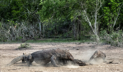 Fight of komodo dragons for prey. The Komodo dragon, scientific name: Varanus komodoensis. Indonesia.