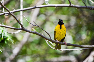 Ploceidae on the tree in the savannah, Tsavo East, Kenya, Africa