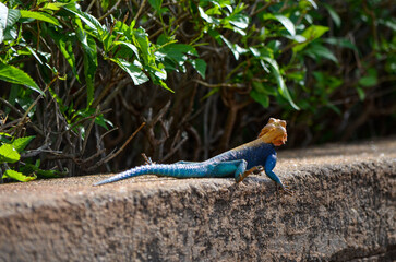 Agama agama Linnaeus - African lizard basking on a stone in the Tsavo East, Kenya, Africa