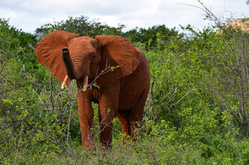 Fototapeta na wymiar An red elephant with his trunk raised