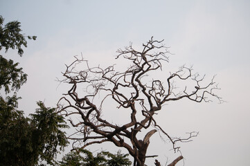 red billed hornbill