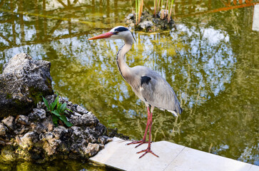 Gray Heron standing in the water, Kenya, Africa