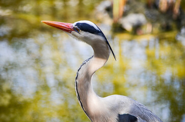 Gray Heron standing in the water, Kenya, Africa
