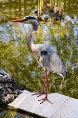 Gray Heron standing in the water, Kenya, Africa